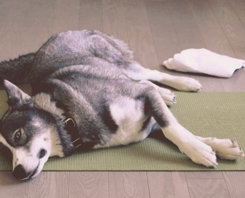 Husky laying on the floor