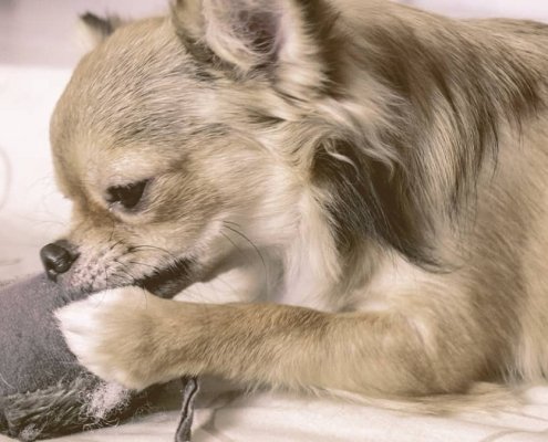 Small dog chewing a small pillow