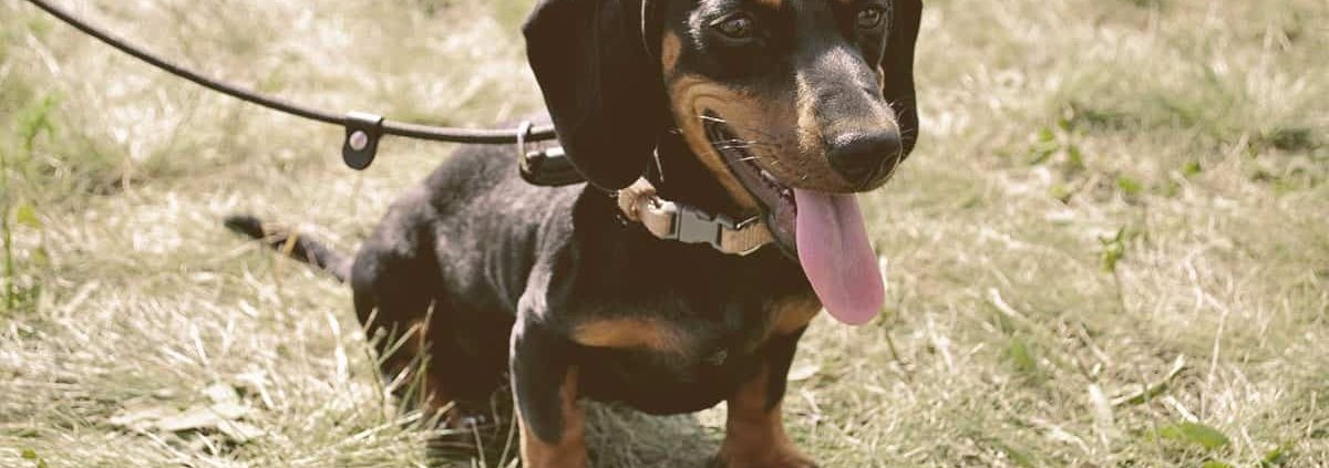 dachshund collars and leashes
