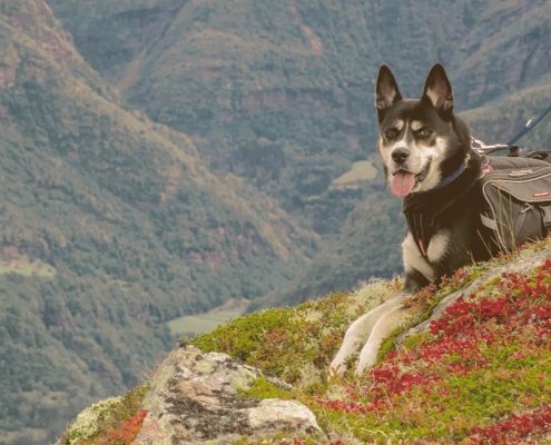 Dog Looking At Epic View From Top Mountain