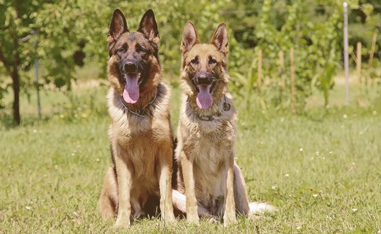 german shepherd dog breed information: all you need to know