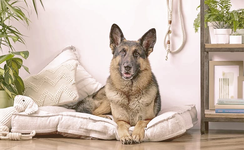 German Shepherd laying on his bed looking front