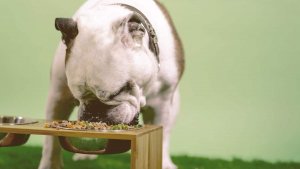 what to feed a fading puppy