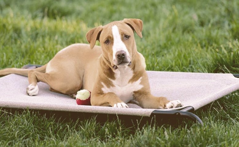 dog cooling down on a mat on the grass