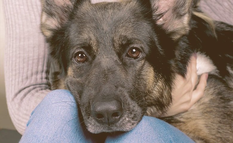 german shepherd head on the lap of a person