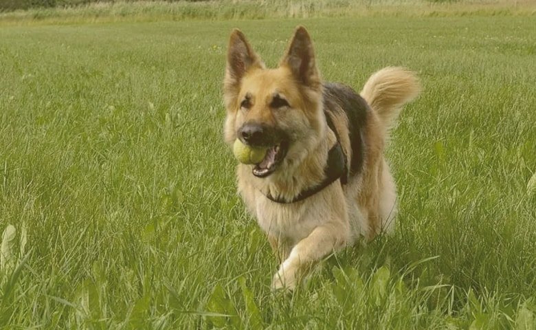 german shepherd running on the grass with a ball on his mouth