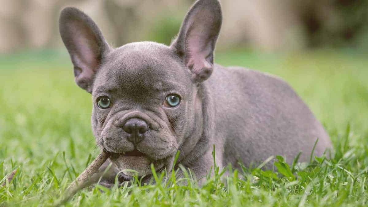 French Bulldog Grey With Blue Eyes For Sale // Paws Insider