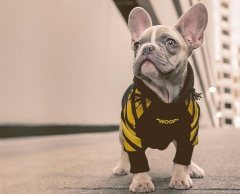 french bulldog wearing hoodie looking