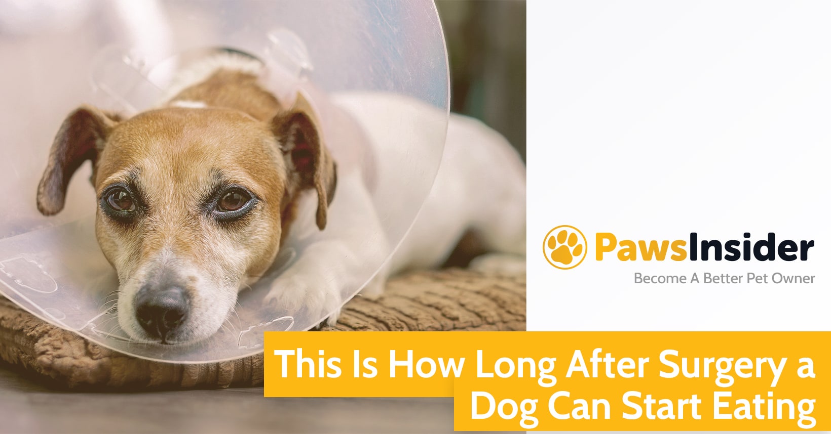 can a dog eat after surgery