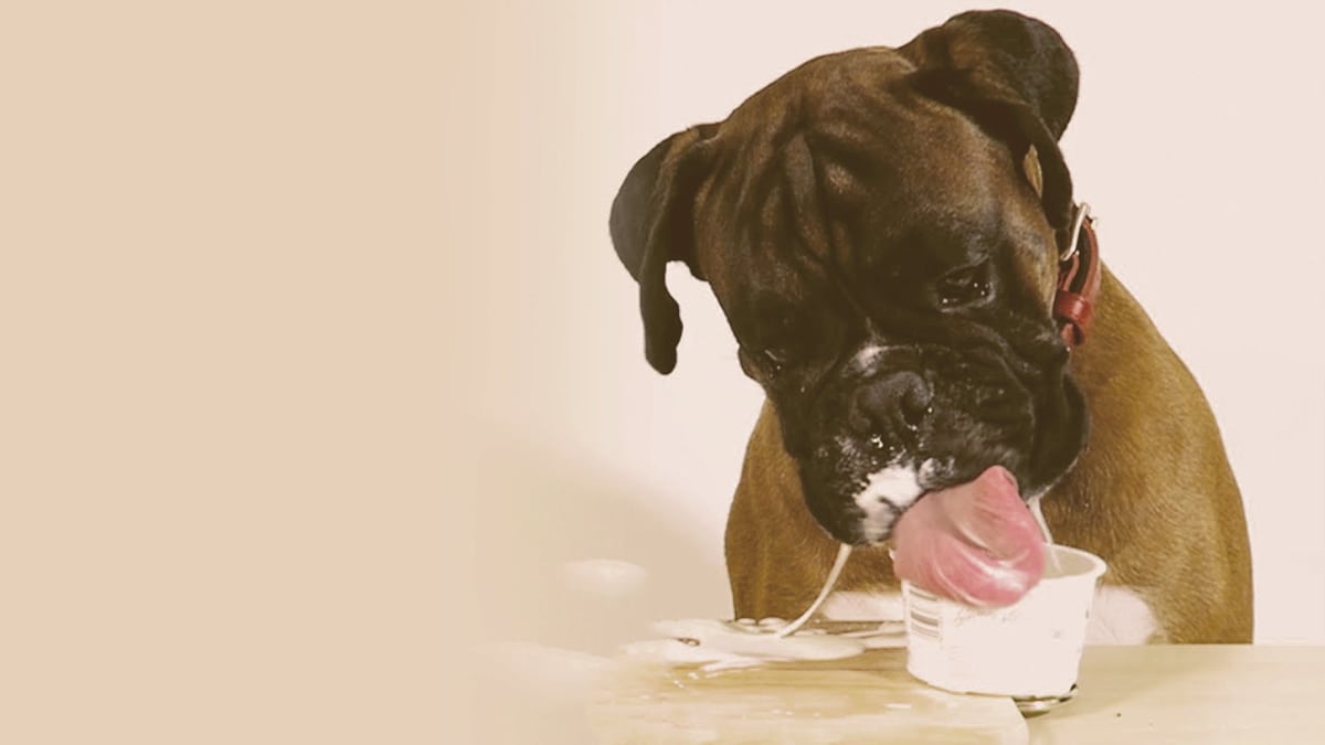 can french bulldogs eat yogurt