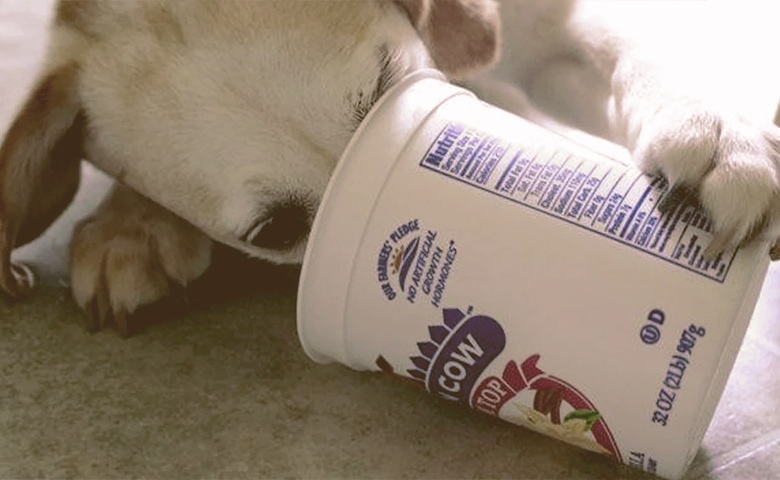 can french bulldogs eat yogurt