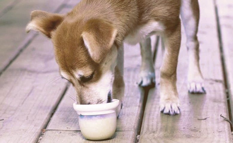 can i give my dog yogurt for an upset stomach