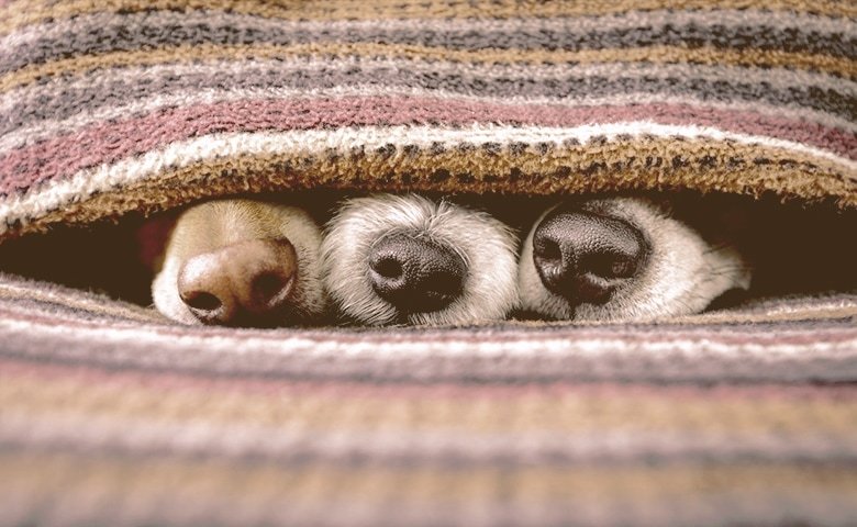 dog noses under blanket