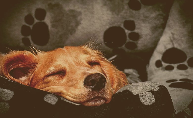 dog sleeping