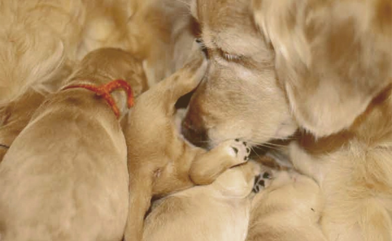 can you give a nursing dog too much calcium