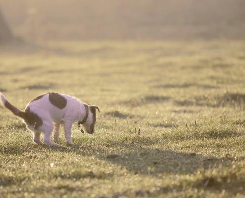 dog pooping on the grass