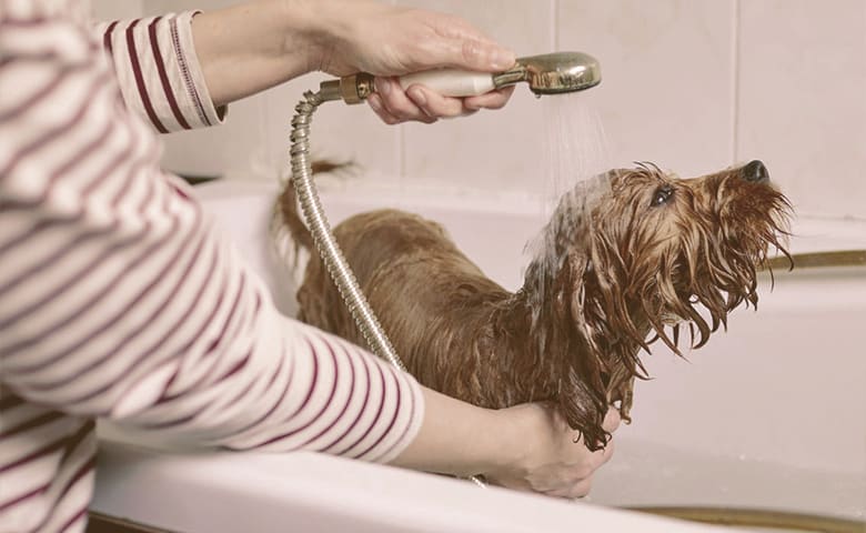 how do you remove hair dye from a dog