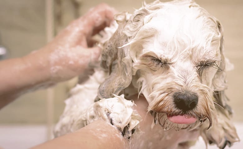 how do you remove hair dye from a dog