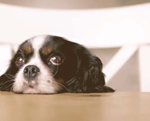 puppy looking with head on the table