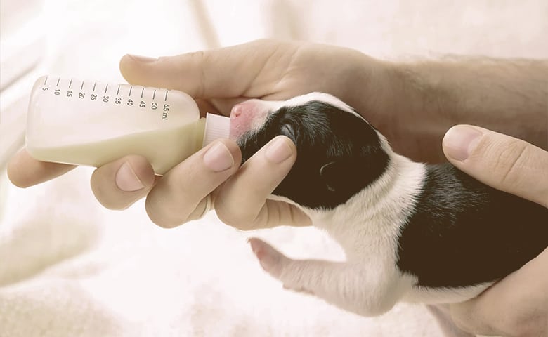 what to feed a fading puppy