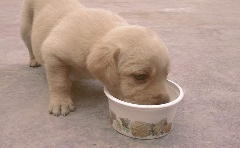 what to feed a fading puppy