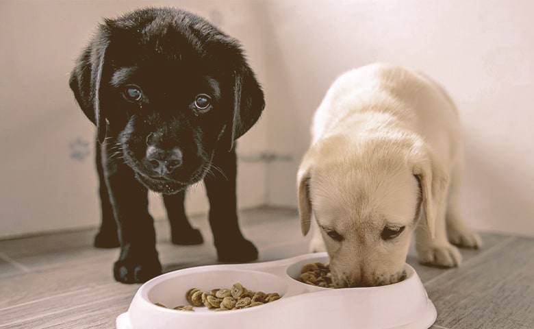 what to feed a fading puppy