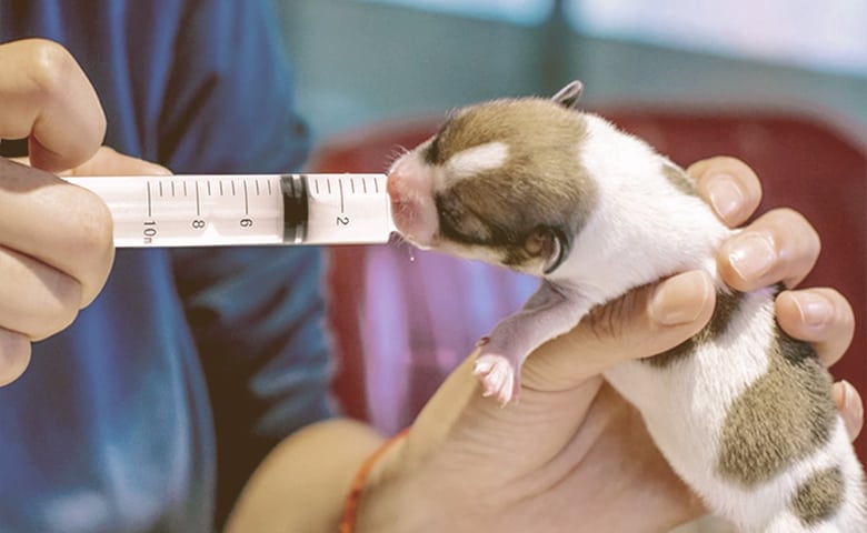 what to feed a fading puppy