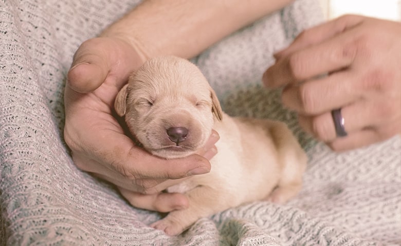 what to feed a fading puppy