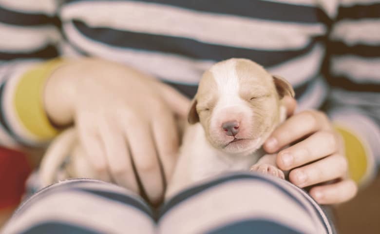 what to feed a fading puppy