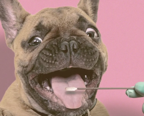 french bulldog taking a DNA Test