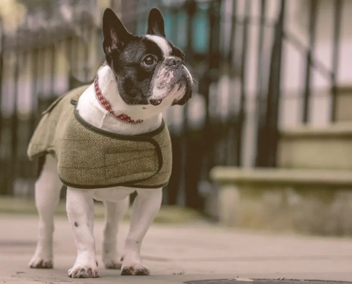 french bulldog wearing a coat looking