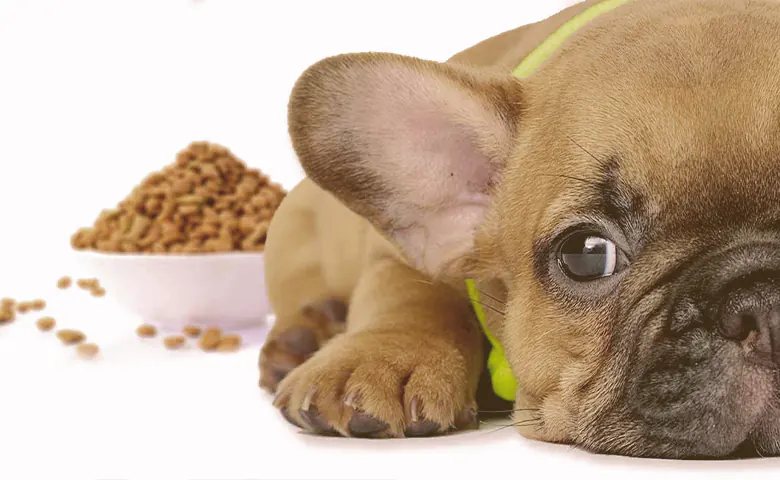 how much food do french bulldogs eat