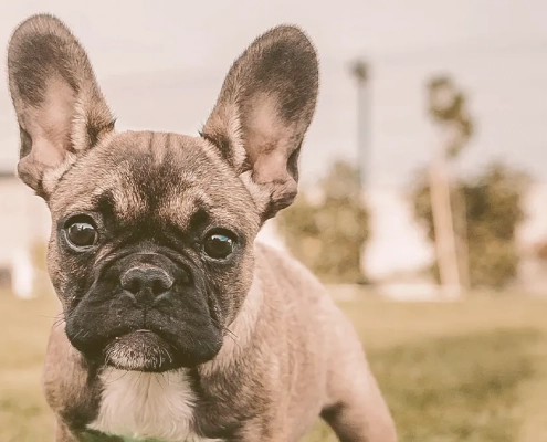 french bulldog looking