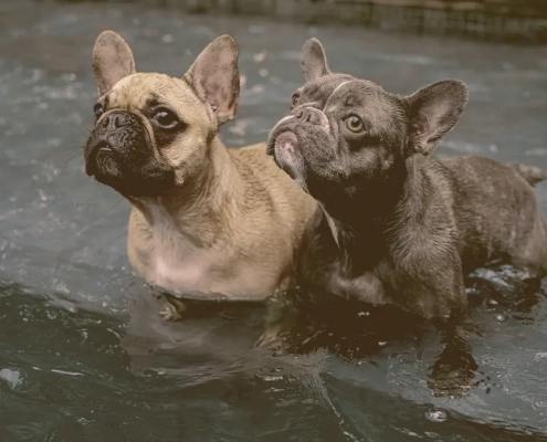 two french bulldogs with paws inside water just looking