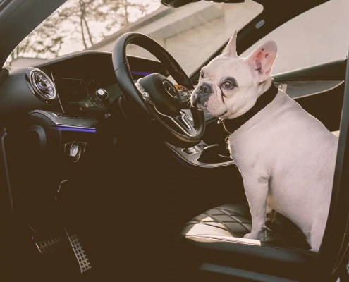 French Bulldog sitting on the car driver seat