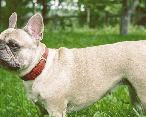 french bulldog looking to somewhere