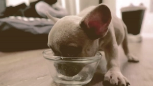 what to feed a fading puppy