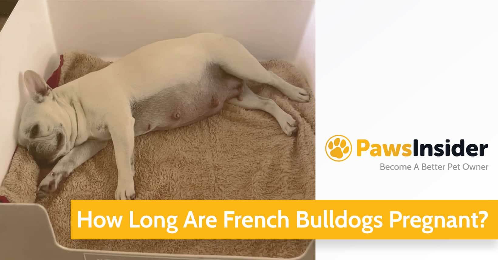 how long are bulldogs pregnant