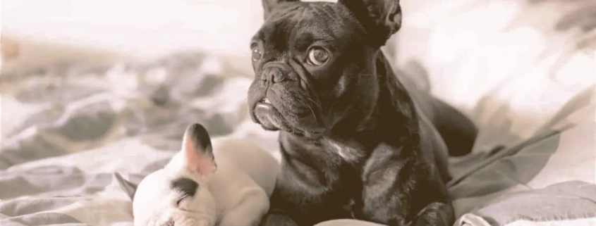 female French bulldog laying with her puppy