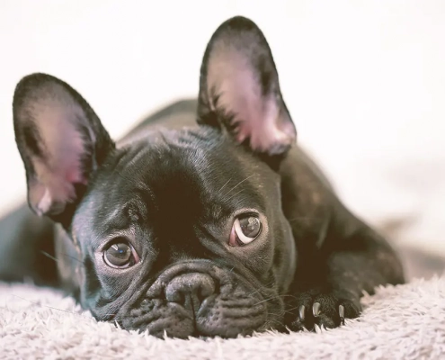 French bulldog laying on a carpet