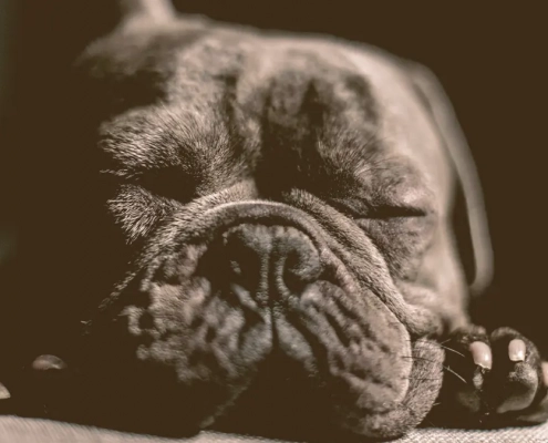 French bulldog sleeping