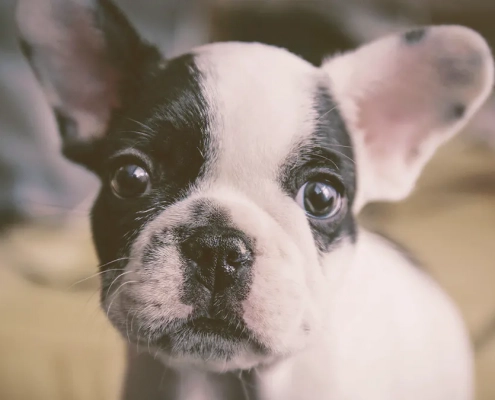 French bulldog puppy looking up