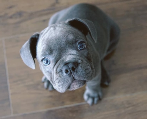 Blue French Bulldog looking up