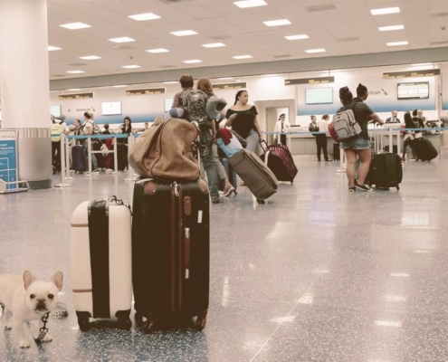 french bulldog next to bags on a airport