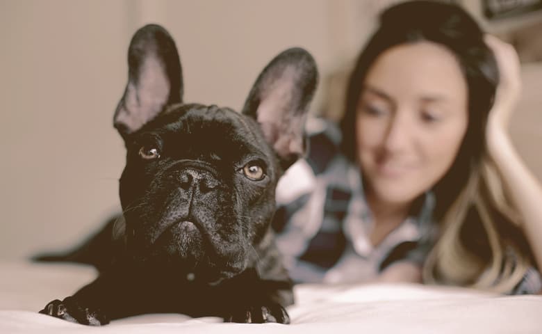 are french bulldogs smelly