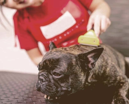 French bulldog being groomed by a girl