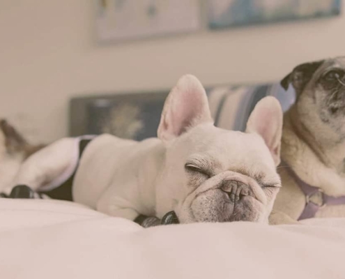 French bulldogs laying on the bed