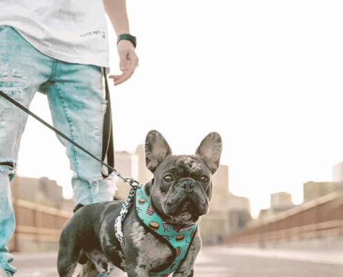 French bulldog walking with owner