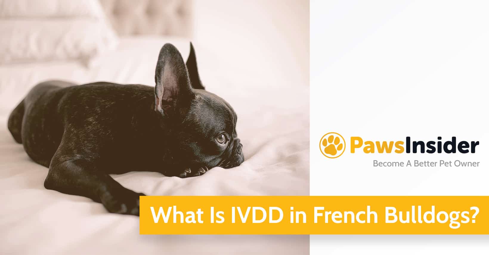 what is ivdd in french bulldogs