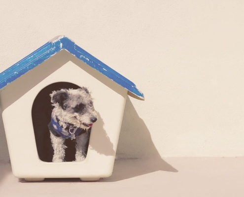 dog laying down on his dog house